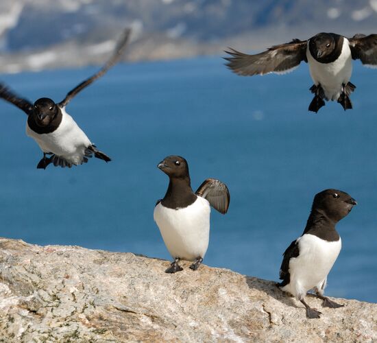 Arctic summer in northern Spitsbergen © Arctic Summer